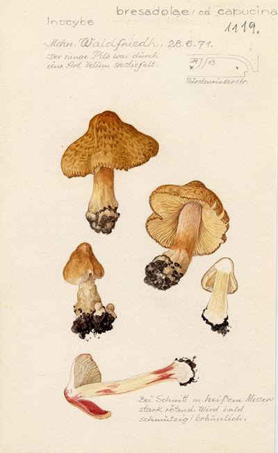 Inocybe bresadolae?